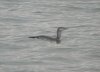 Red-throated Diver at Southend Pier (Steve Arlow) (58621 bytes) Red-throated Diver at Southend Pier (Steve Arlow) (58621 bytes)